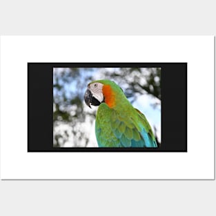 Harlequin Macaw Portrait Posters and Art